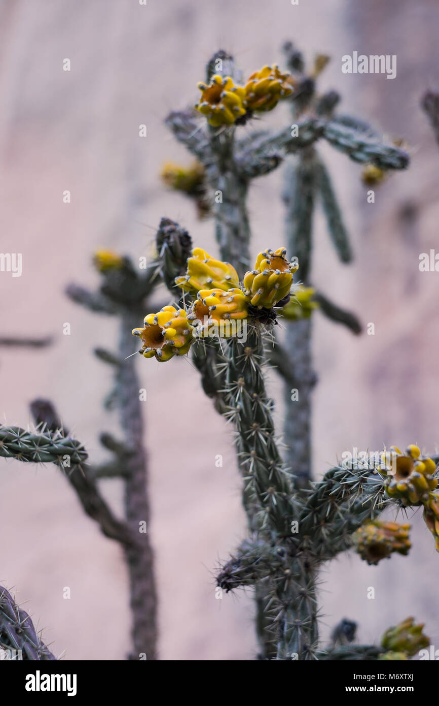Plant in New Mexico Stock Photo Alamy