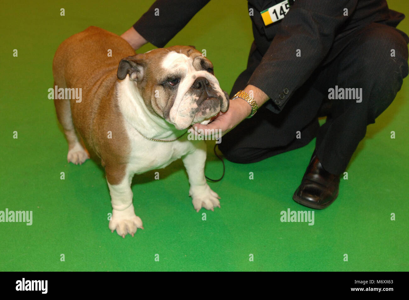 Crufts Dog Show March 2006 . Pedigree English Bulldog being shown . National Exhibition Centre , Birmingham , England . Stock Photo