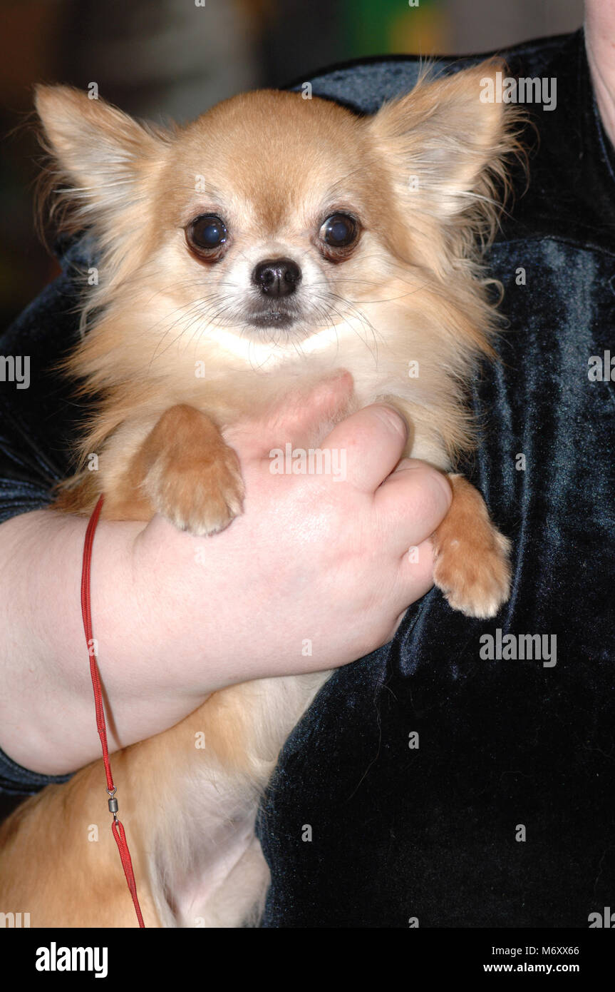 Crufts Dog Show March 2006 . Chihuahua . National Exhibition Centre , Birmingham , England . Stock Photo