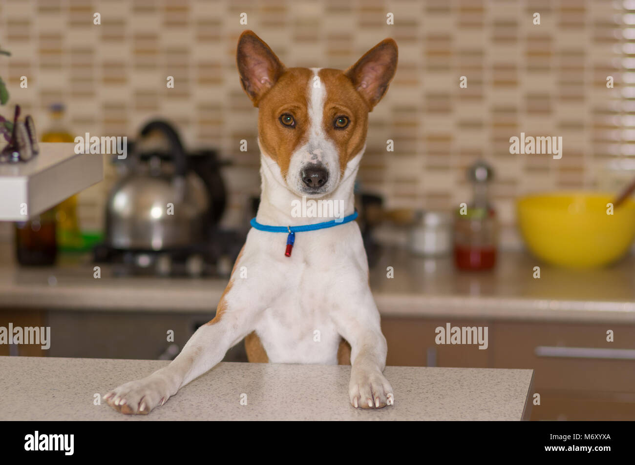 Portrait of basenji dog posing on the kitchen Stock Photo - Alamy