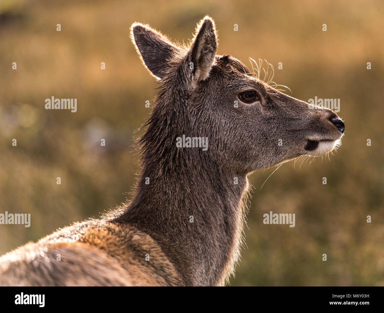 female deer at glen etive glencoe scotland Stock Photo
