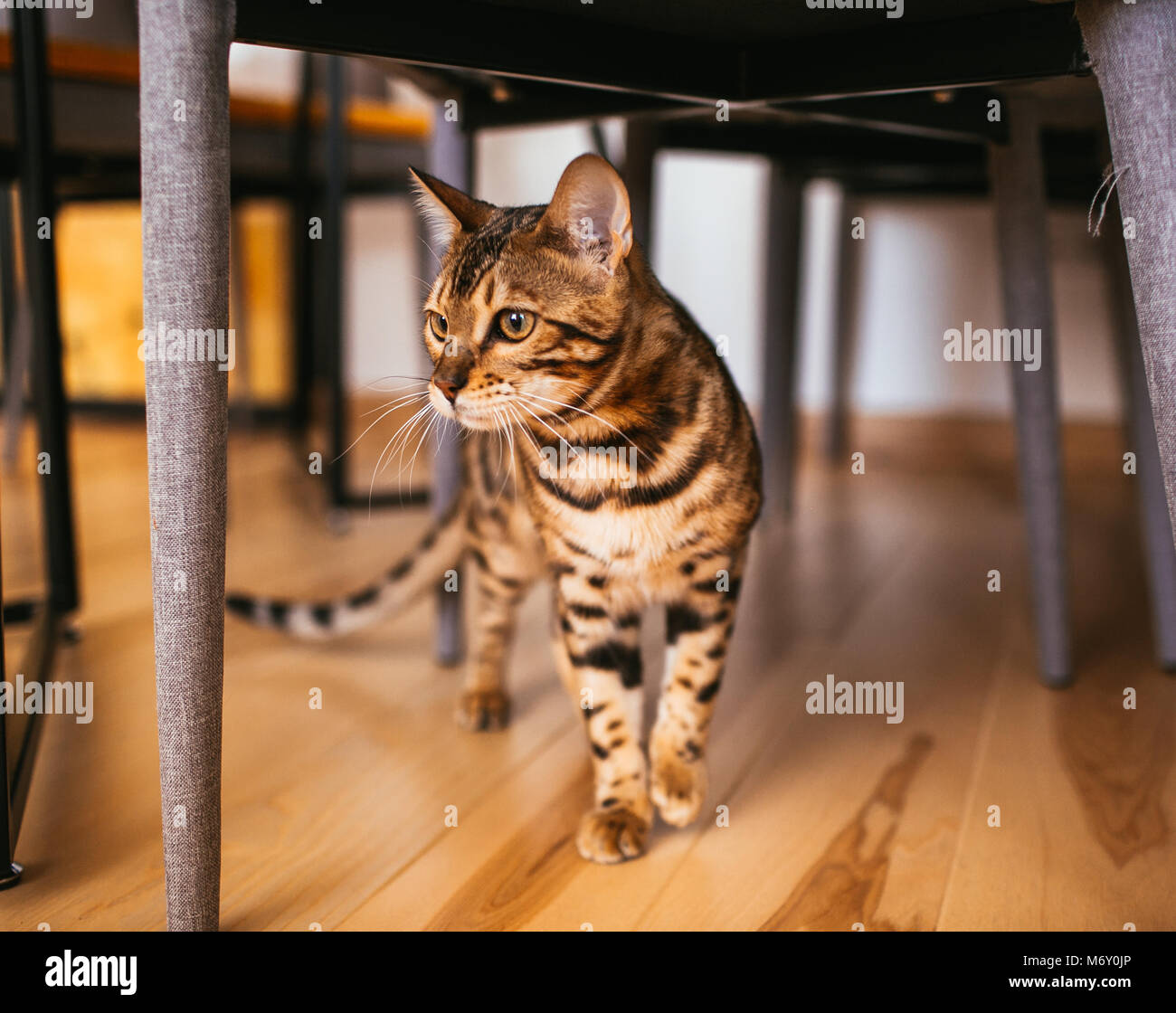 Kitten under table hires stock photography and images Alamy