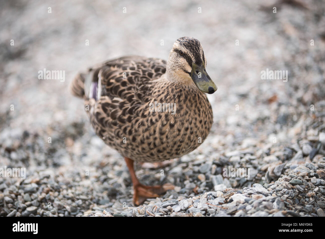 Birds and animals in wildlife. Amazing closeup view of brown mallard female duck on stone under sunlight with others swimming nearby in water of park  Stock Photo