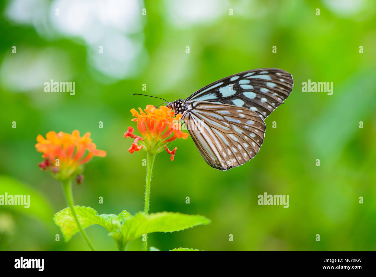 Blue butterfly fly in morning nature Stock Photo Alamy
