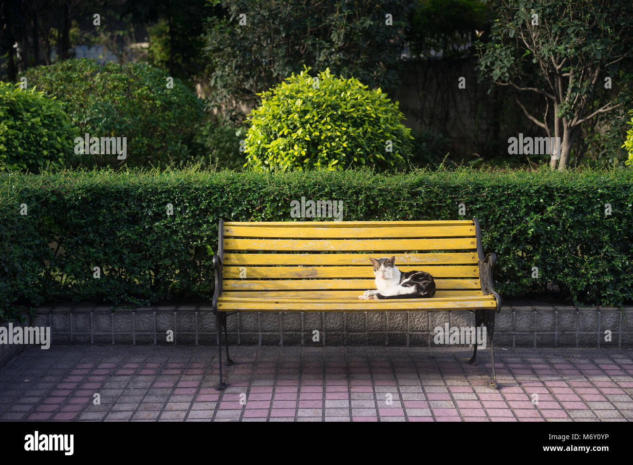 cat sitting on a bench in a sunny day Stock Photo Alamy