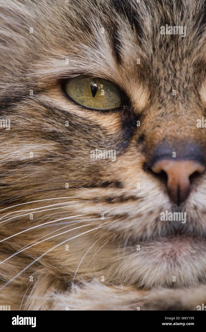 Close up of tabby cat hi-res stock photography and images - Alamy