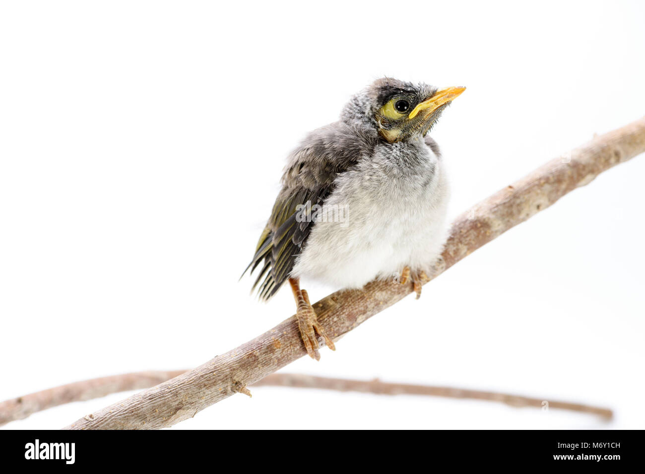 Closeup of a baby noisy miner on white background. An Australian native bird Stock Photo Alamy