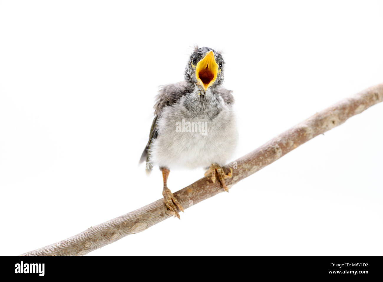 Closeup of a baby noisy miner on white background. An Australian native ...