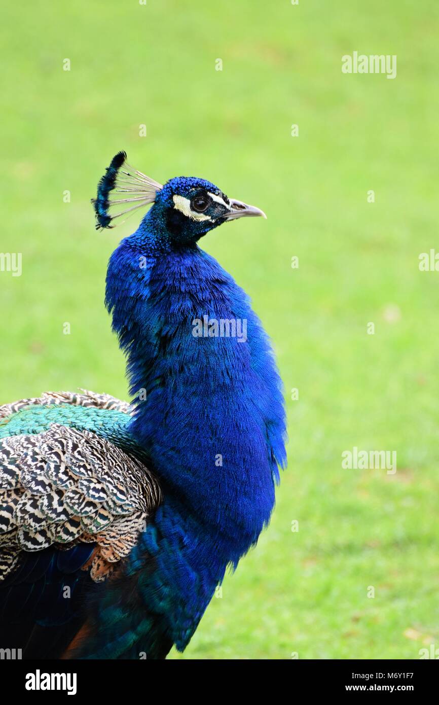 Colorful peacock outside Stock Photo Alamy