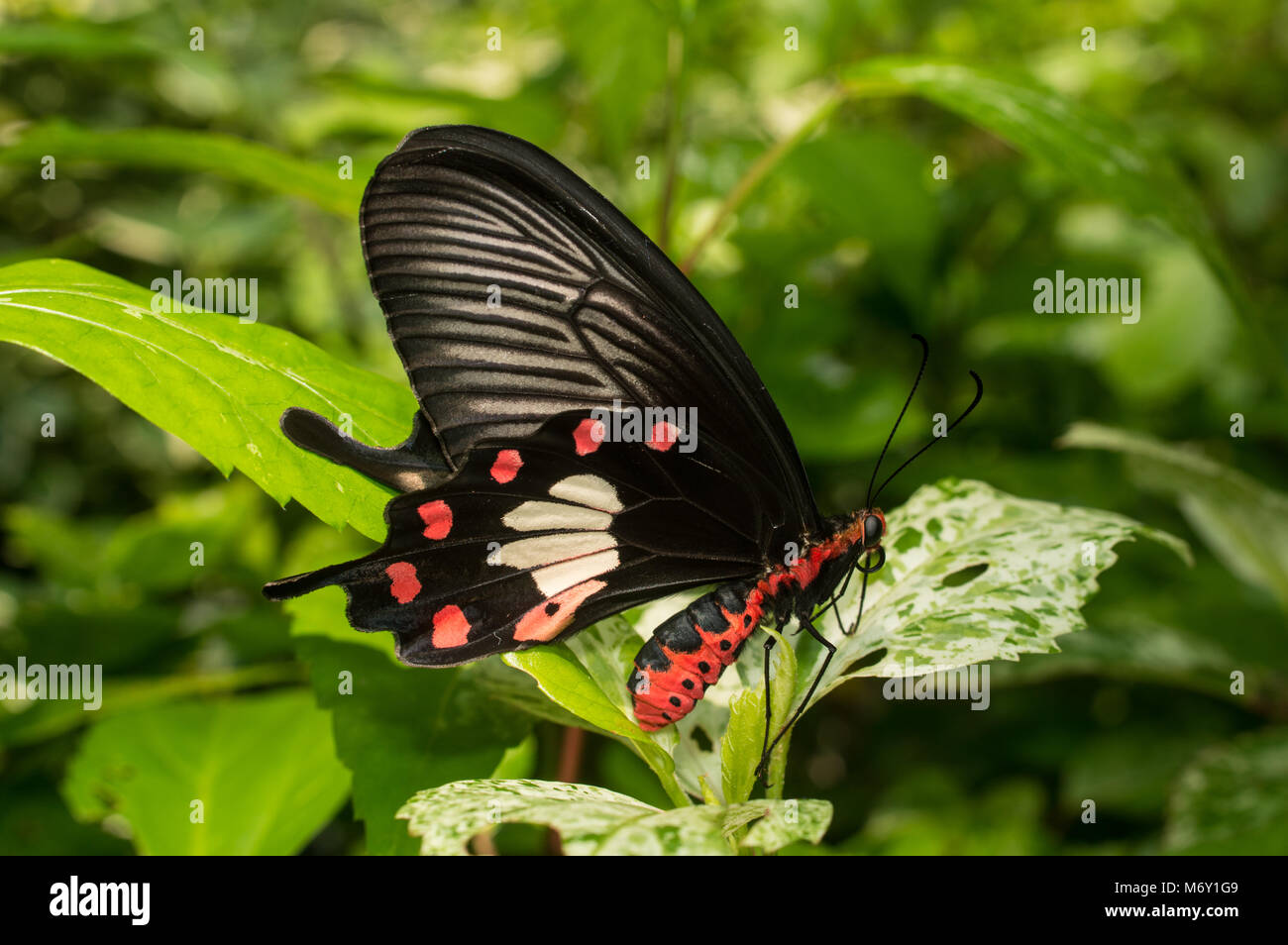 Common rose (Pachliopta aristolochiae) butterfly holding leaf in the garden, insect in Thailand Stock Photo
