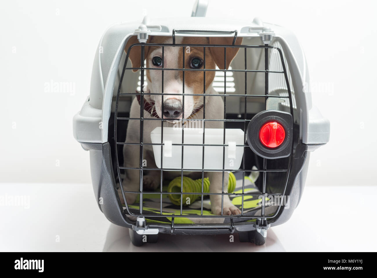 Young dog jack russel terrier in plastic carrier ready to travel Stock