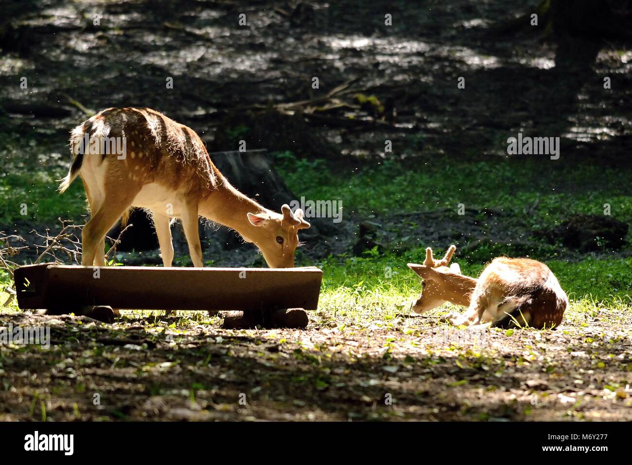 Deer eating in nature Stock Photo Alamy