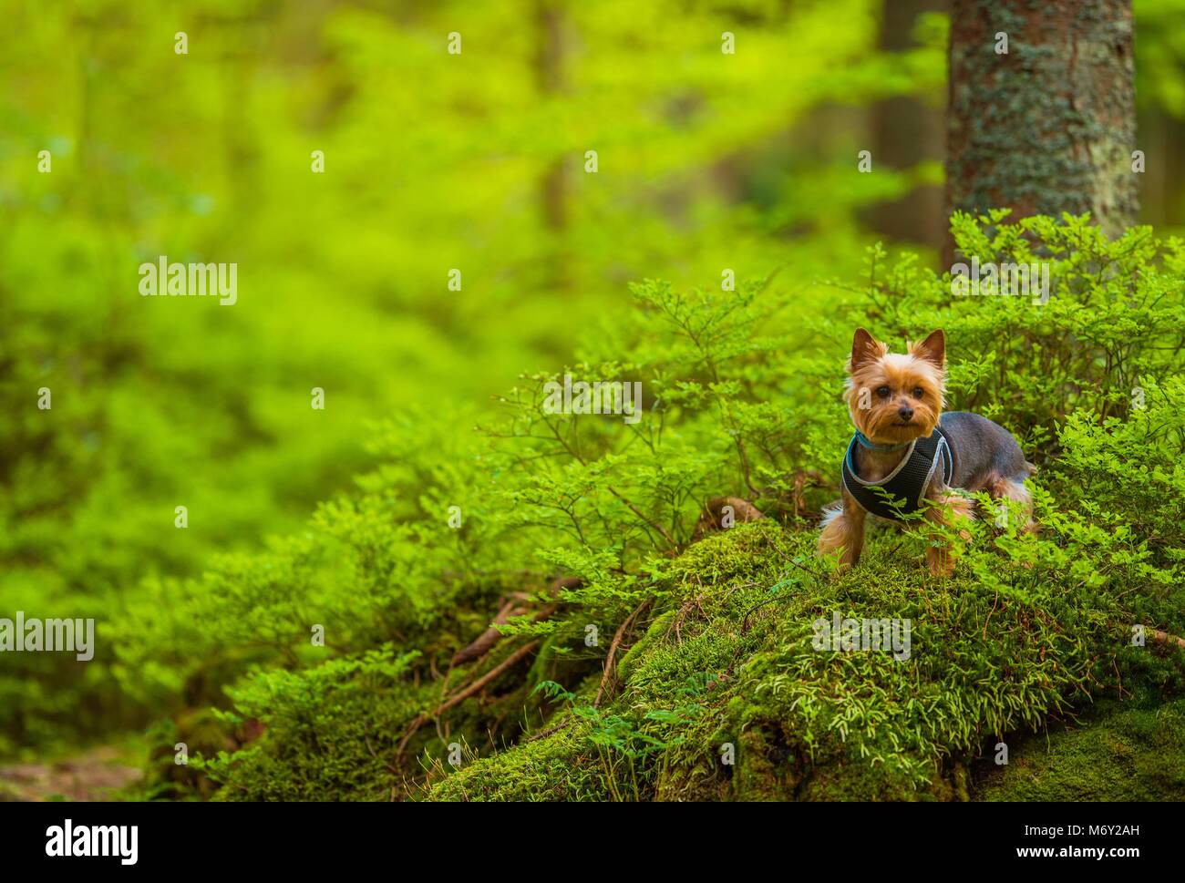 Dog on the Forest Trail Walk. Australian Silky Terrier. Stock Photo