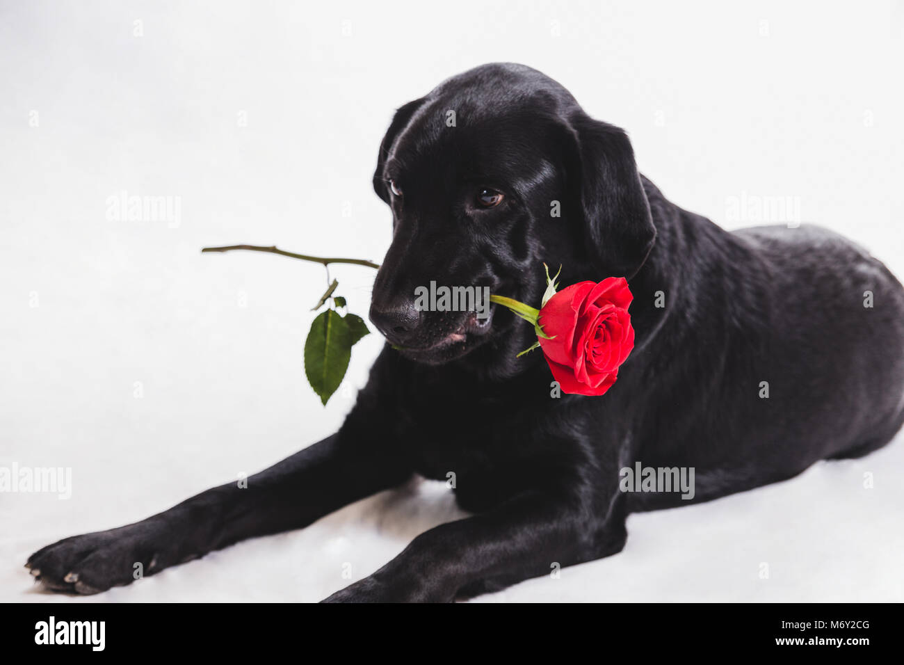 Dog with rose in the mouth Stock Photo - Alamy