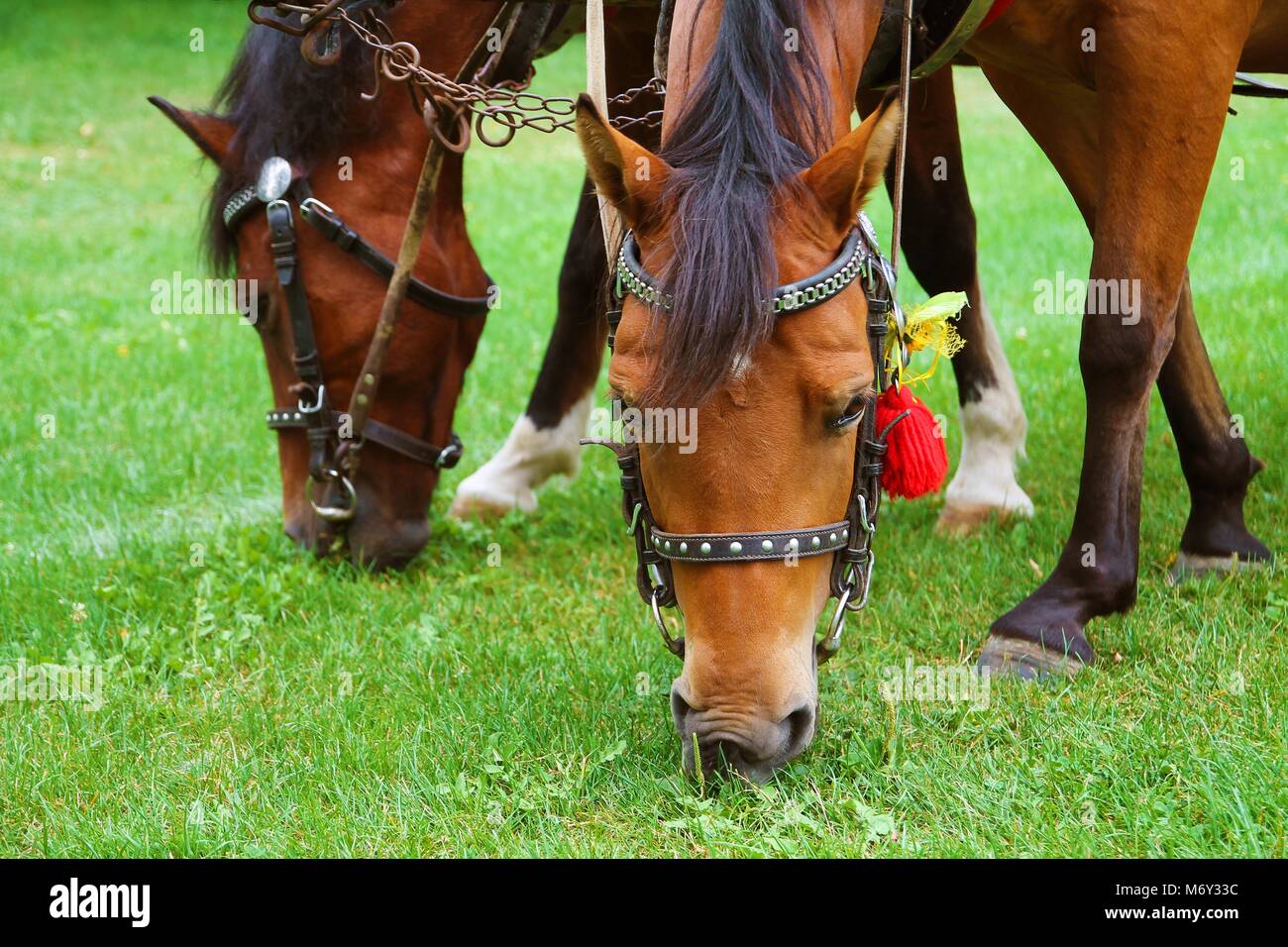 Grazing Horses Closeup Photo. Two Brown Horses Stock Photo - Alamy