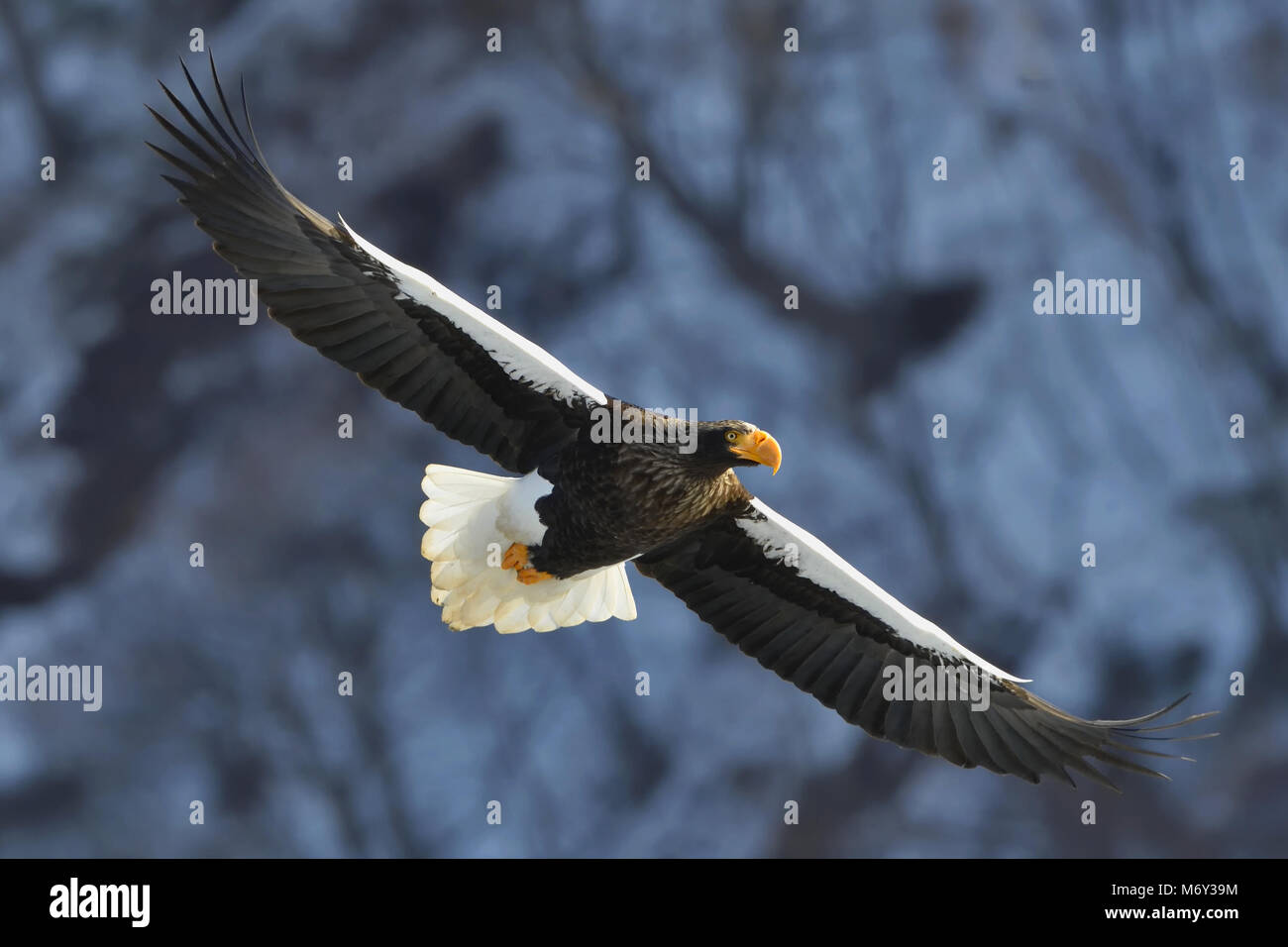 Steller's sea eagle in flight. Adult Steller's sea eagle (Haliaeetus pelagicus). Stock Photo