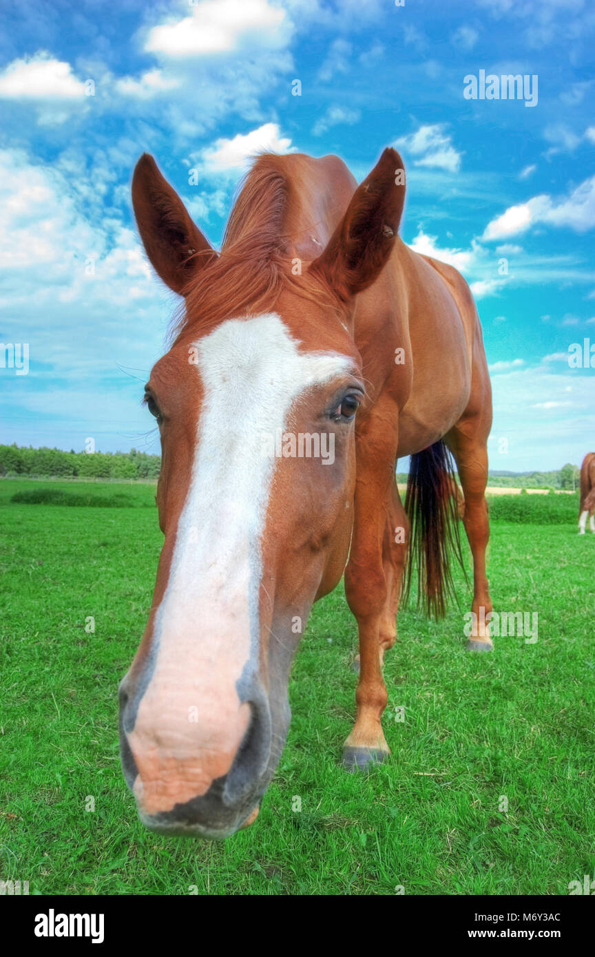 Horse. Portrait of brown horse on green pasture Stock Photo - Alamy