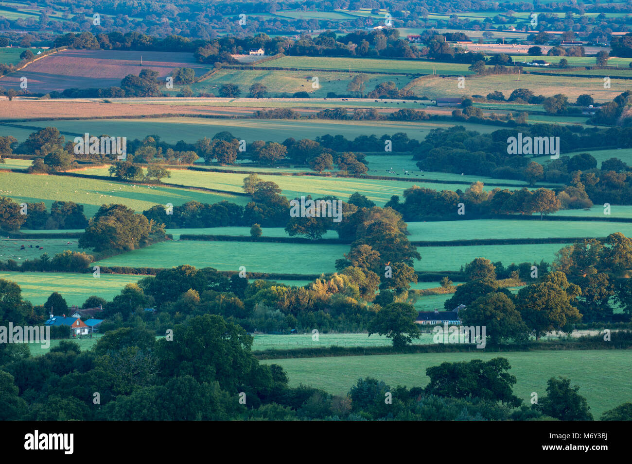 Summer in Wessex; first light on the patchwork of fields near Hazelbury Bryan from Bulbarrow Hill, Dorset, England, UK Stock Photo