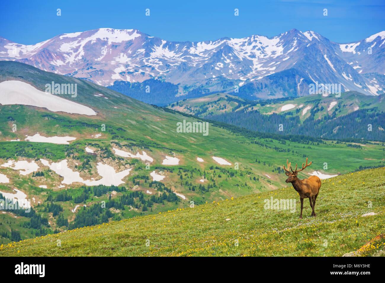 Lonely Elk on the Alpine Meadow in Colorado, United States. Colorado Rocky Mountains Wilderness. Stock Photo
