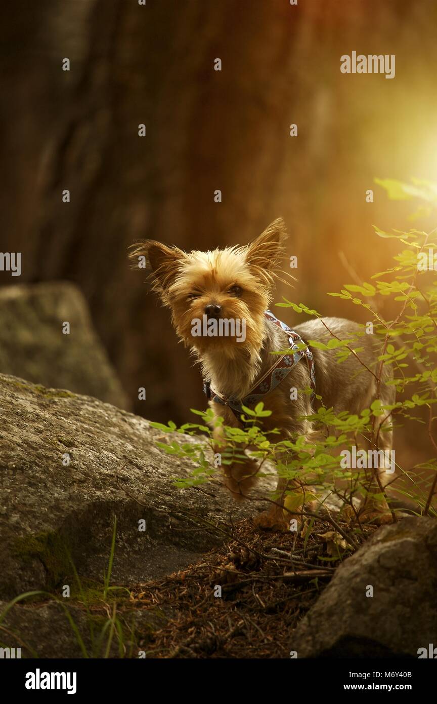 Puppy Australian Silky Terrier Portrait in the Forest. Vertical Photo. Stock Photo