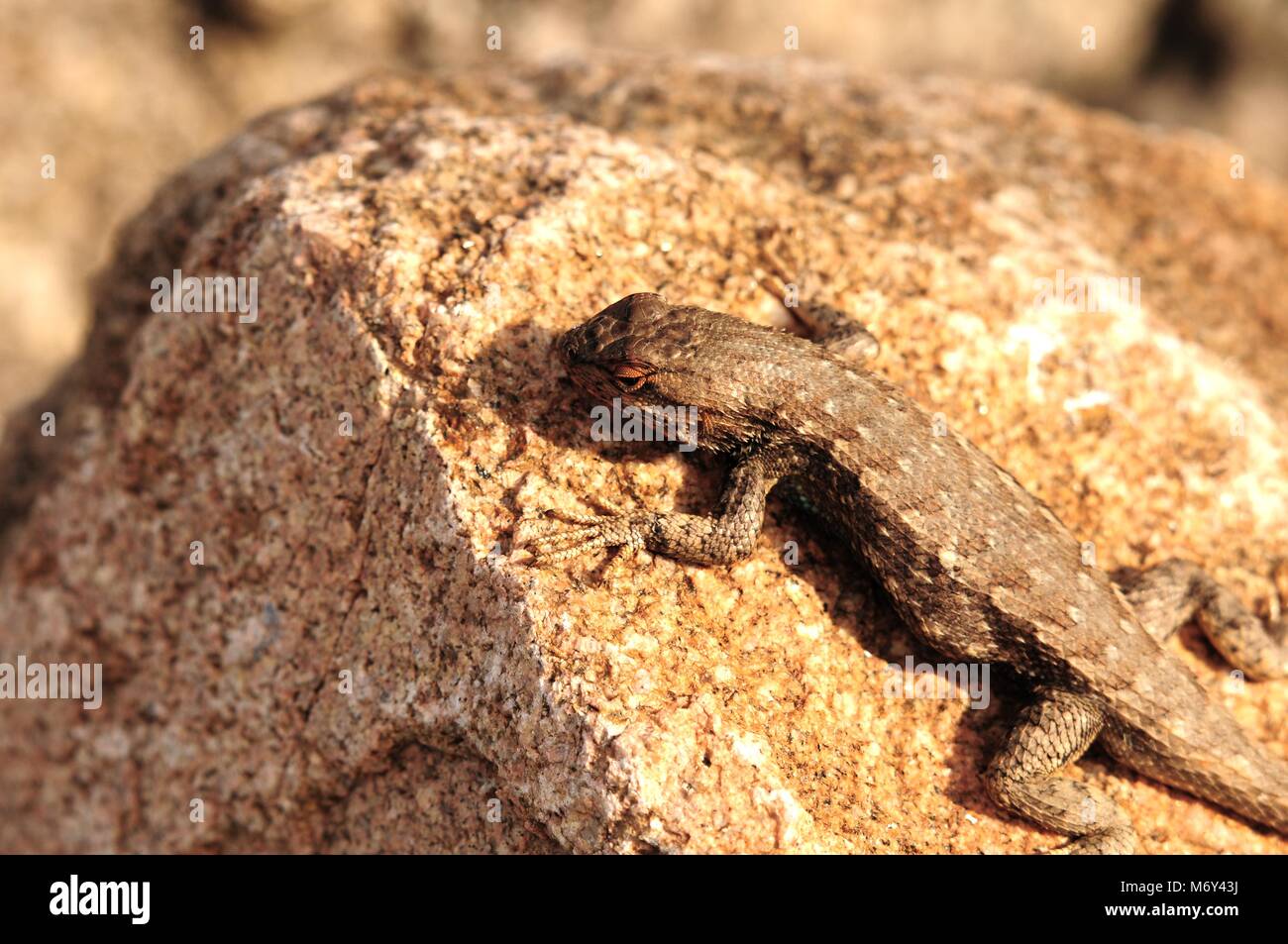 Sagebrush Lizard - Sceloporus graciosus. Colorado USA Stock Photo