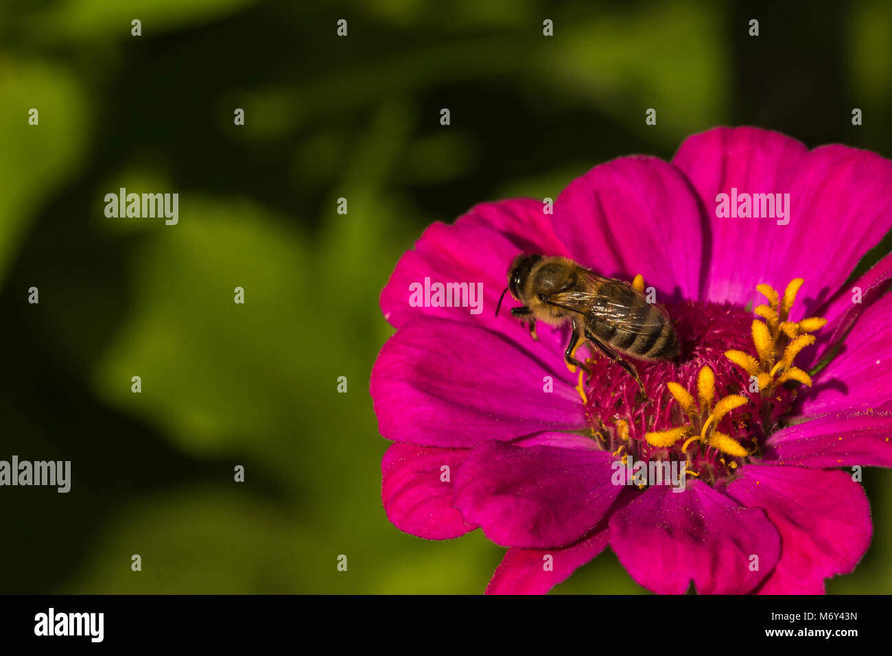 Bumble Bee Pollen High Resolution Stock Photography and Images - Alamy