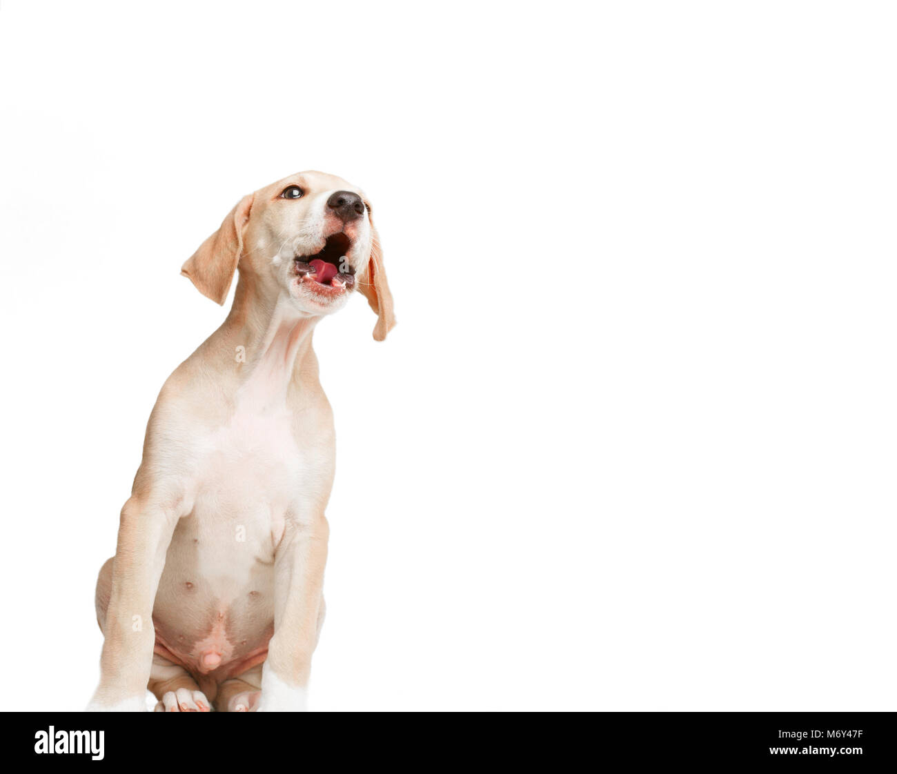 long blonde haired dog