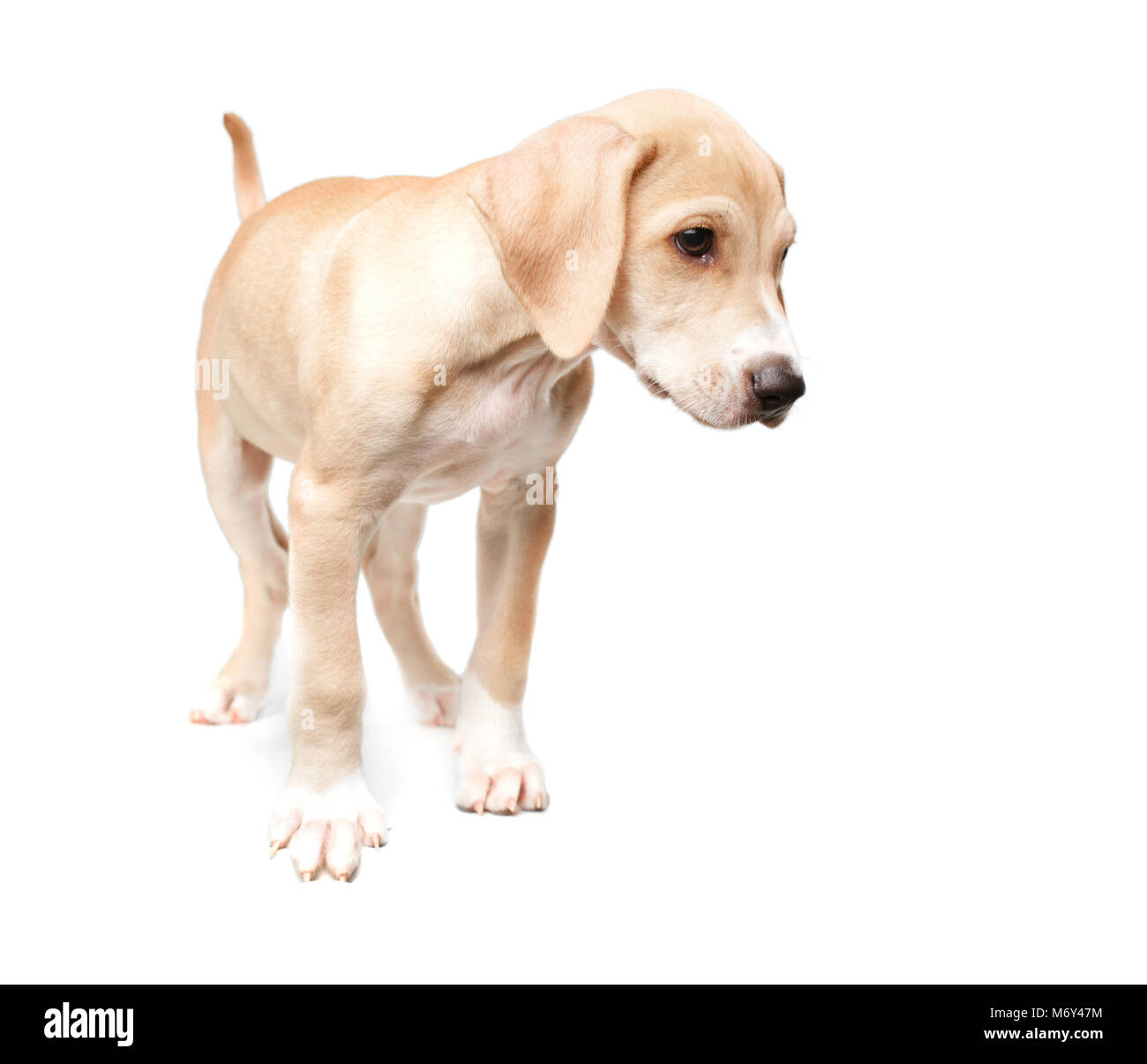 Short haired blonde walking dog Stock Photo Alamy