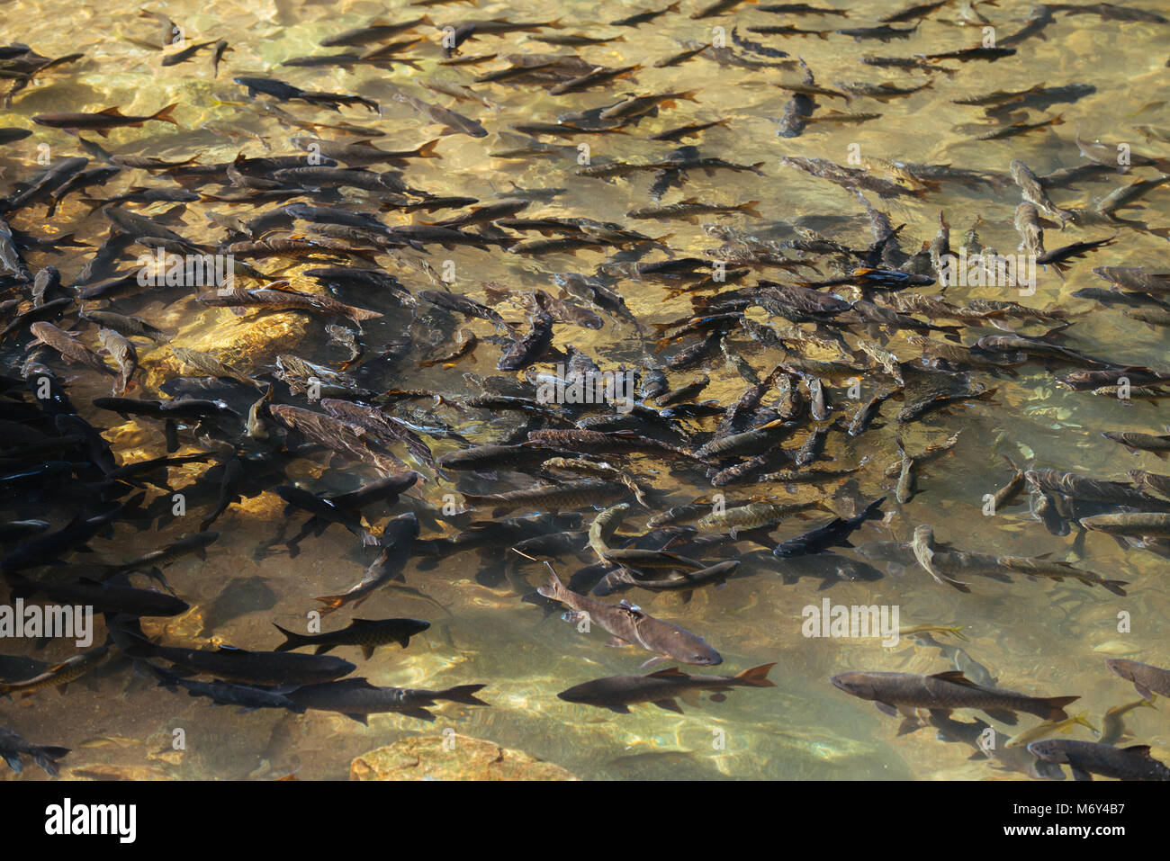 Soro brook carp waterfall fish. Stock Photo