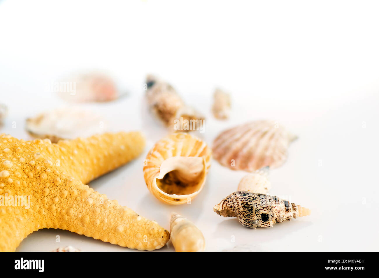Starfish and shells isolated on white background Stock Photo - Alamy