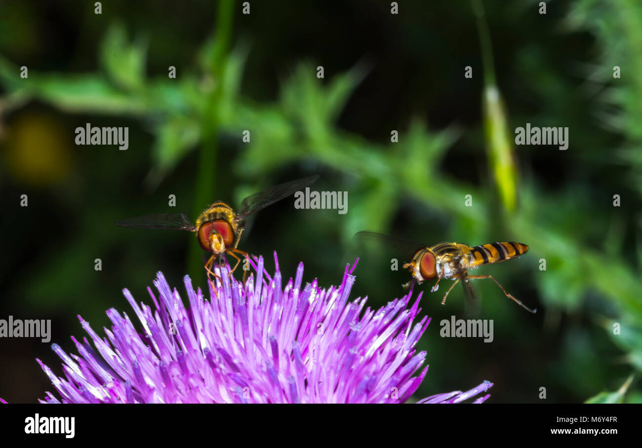 Flower flies harmless flies and valuable pollinators Stock Photo