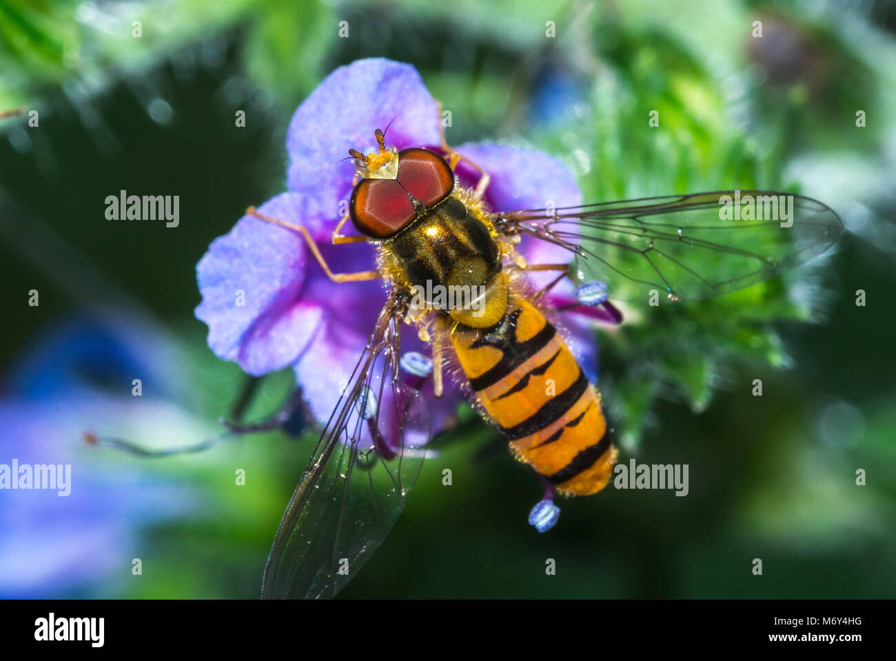 Flower flies harmless flies and valuable pollinators Stock Photo