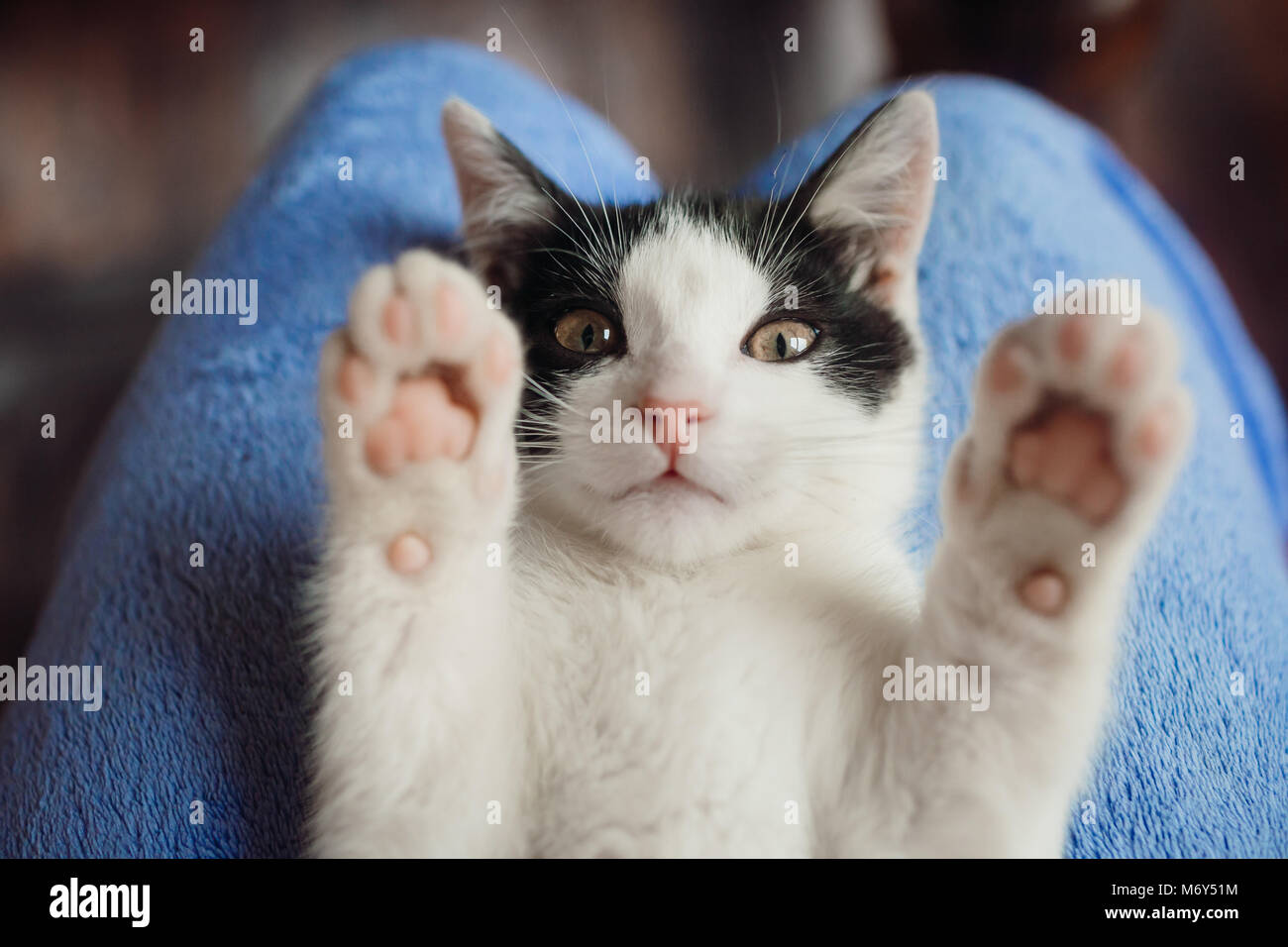 White cat lies on woman's knees Stock Photo Alamy