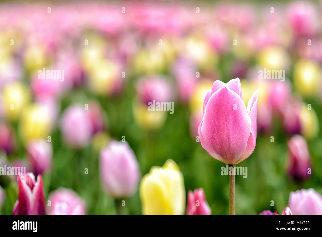 colorful tulip in full bloom in springtime in Germany in Europe Stock Photo