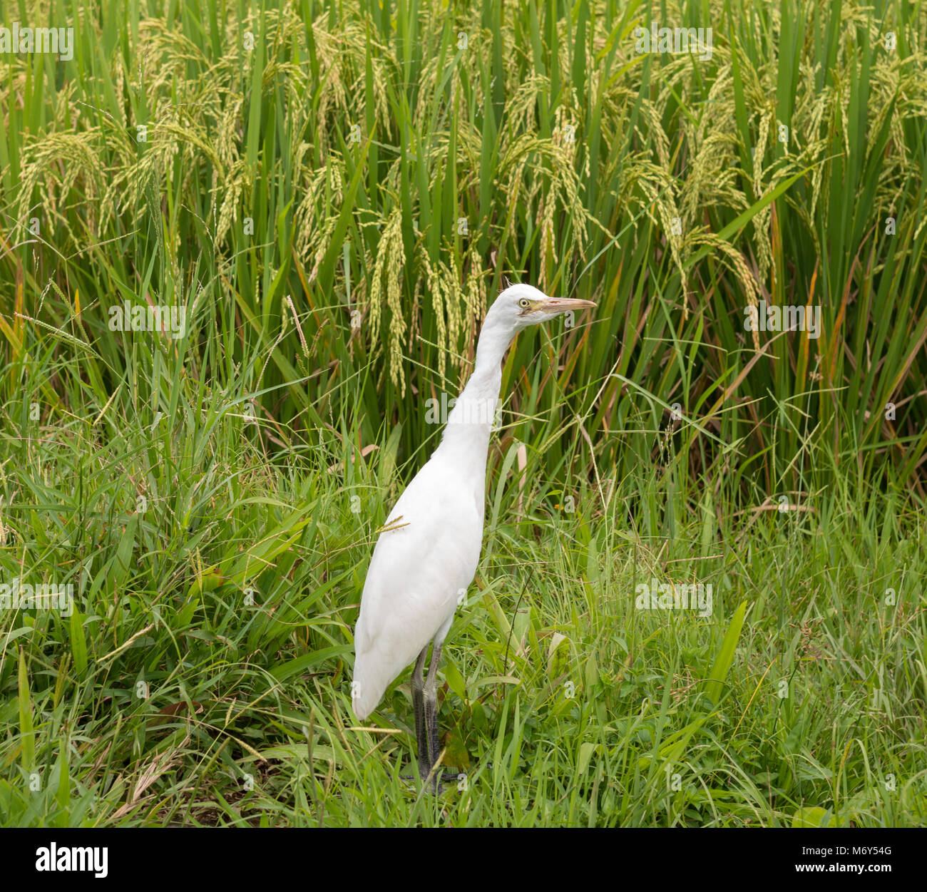 Heron bali hi-res stock photography and images - Alamy