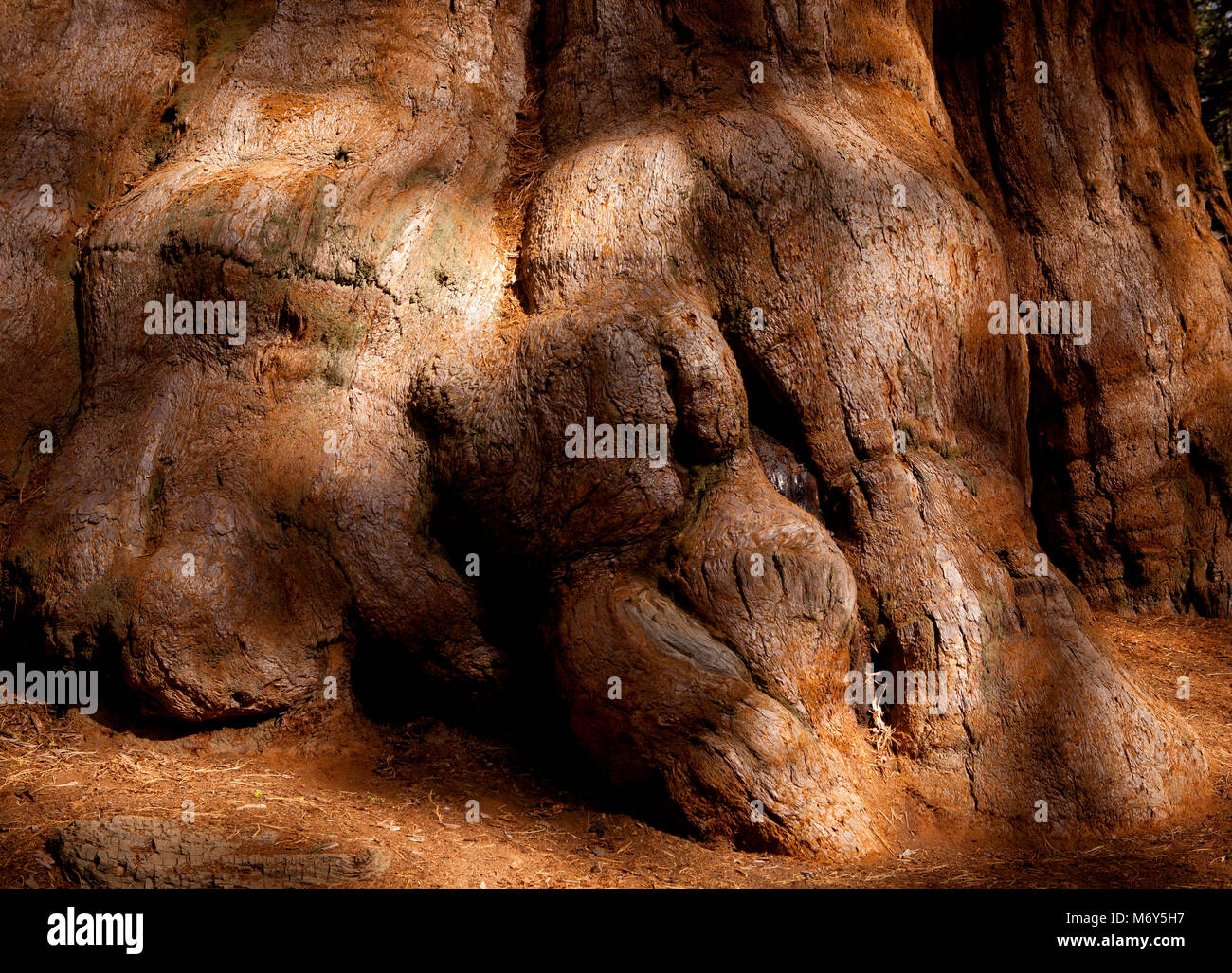 General Sherman sequoia base - wood texture in sunlight and shadow. Stock Photo