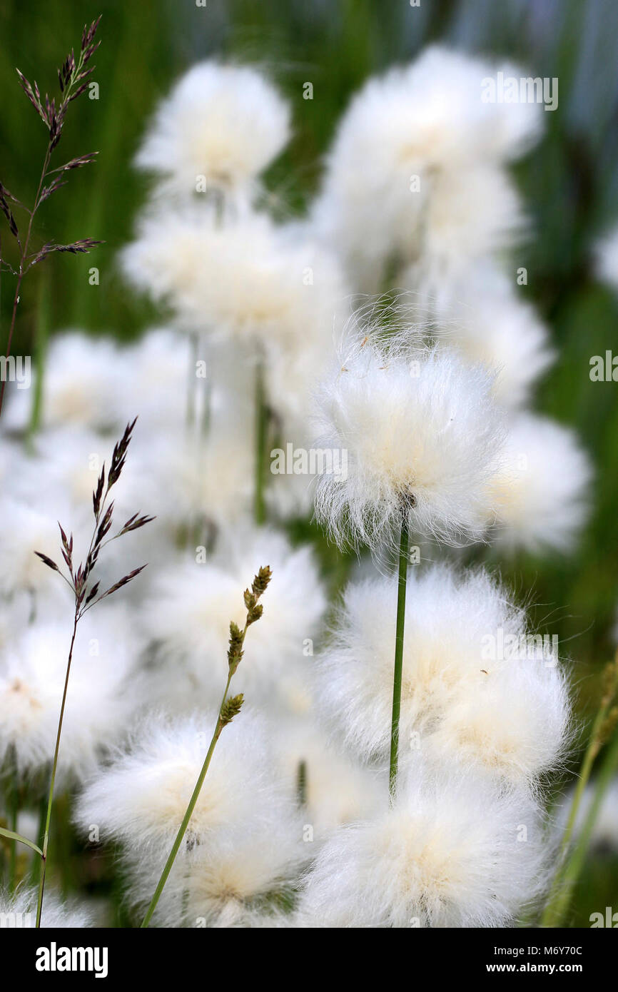 Alaska Cotton Grass (Eriophorum angustifolium)   . Alaska cotton grass is easily recognizable with its fuzzy white tufts, which get picked up by the wind and aid seed dispersal. Stock Photo
