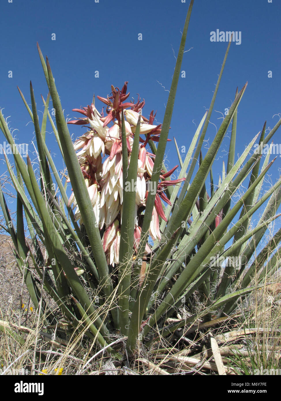 Banana Yucca Stock Photo Alamy