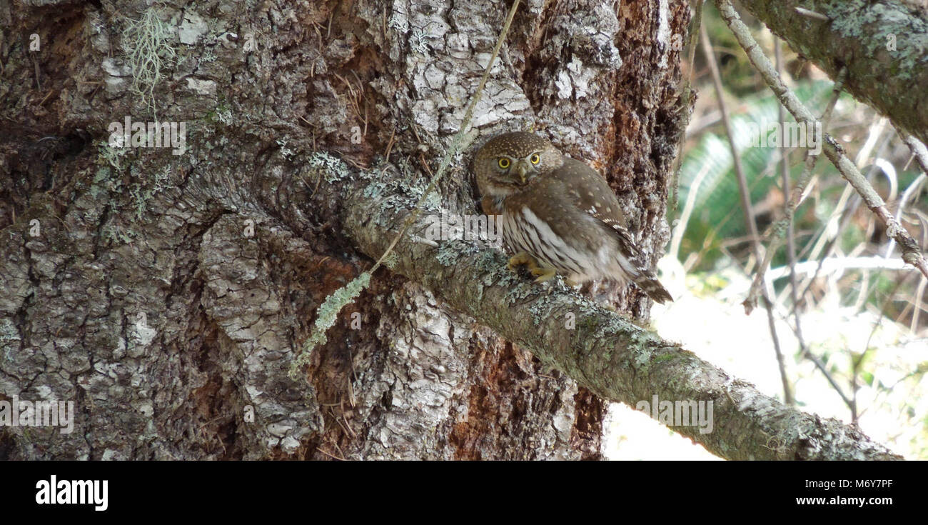 Bird barred owl tree WIC Stock Photo Alamy