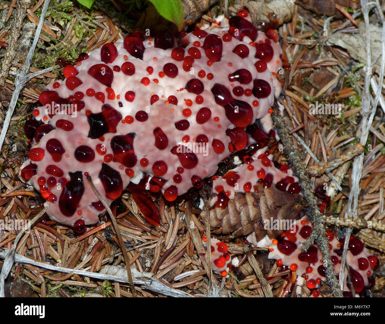 Bleeding Tooth Fungus (Hydnellum peckii)   . The bleeding tooth fungus, despite its disconcerting name, is not actually bleeding, but simply secretes a red-colored liquid, particularly in moist conditions. Stock Photo