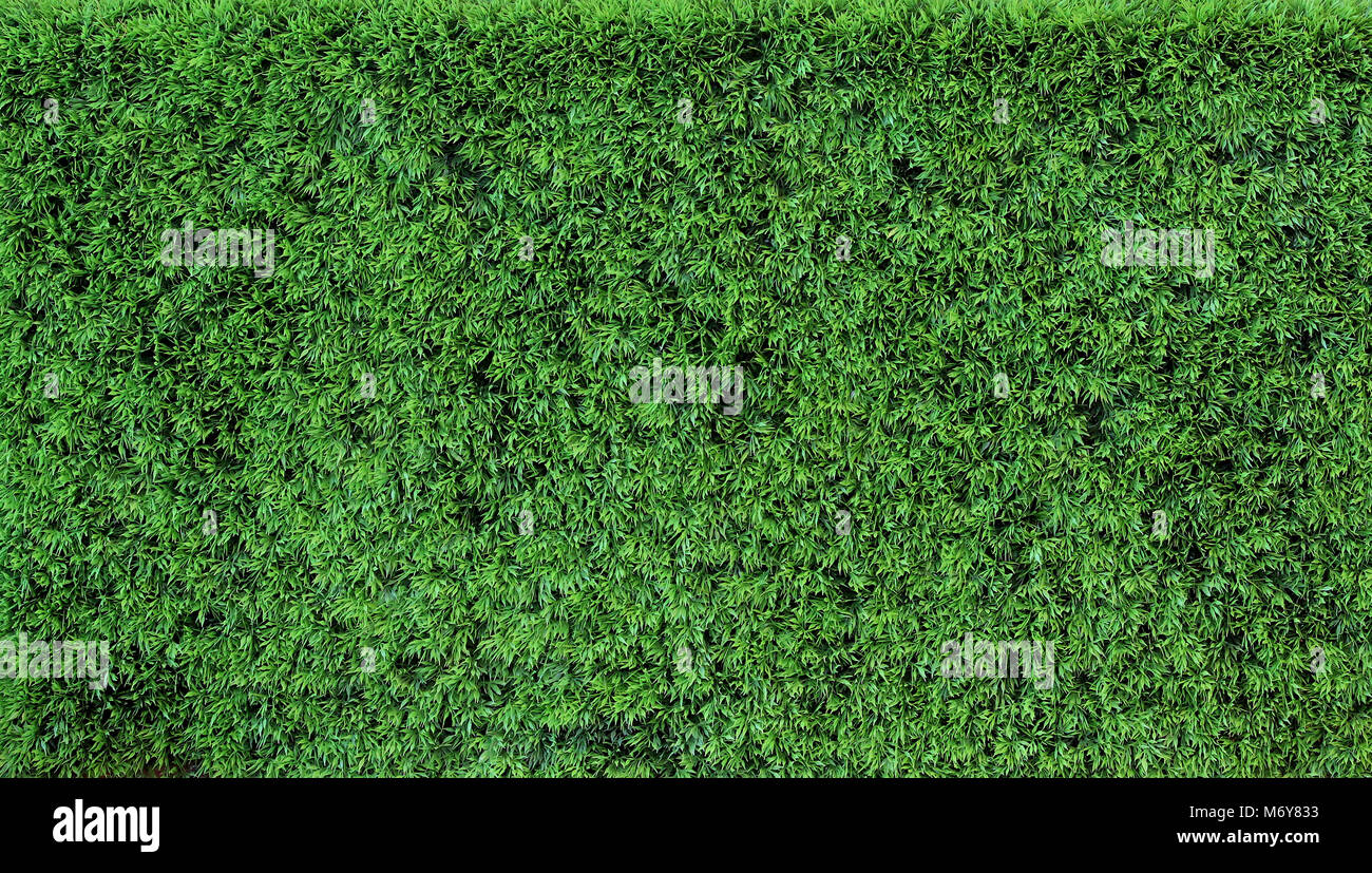 Detailed background of artificial green grass texture Stock Photo - Alamy