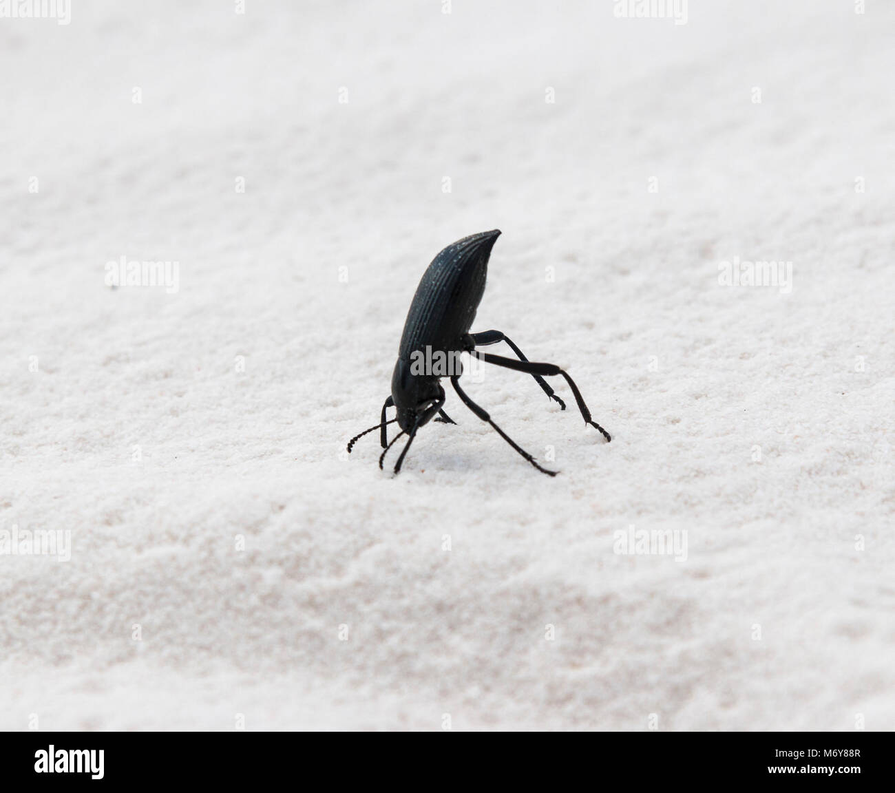 Darkling Beetle Stock Photo Alamy