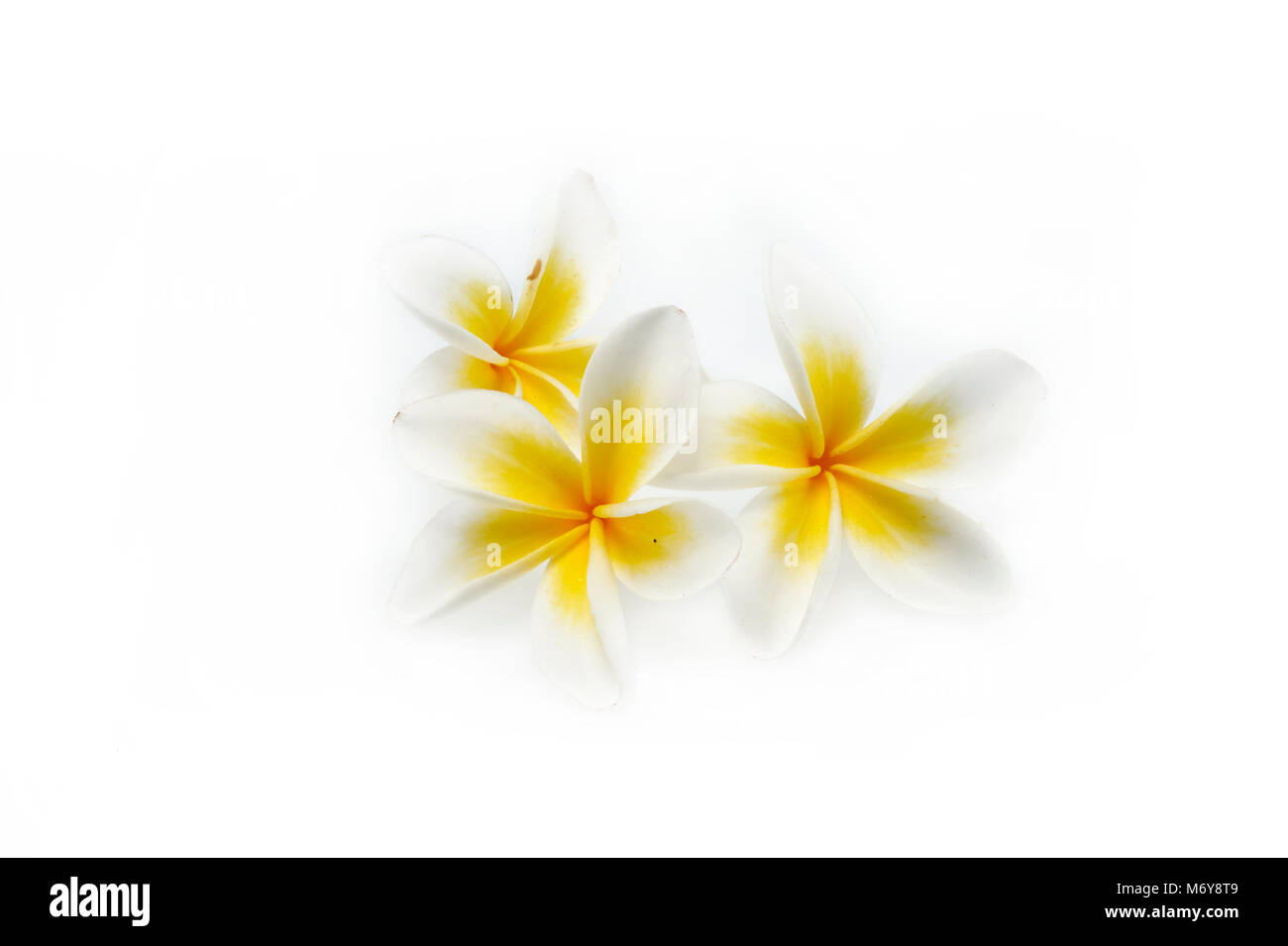 Plumeria isolated on white background Stock Photo