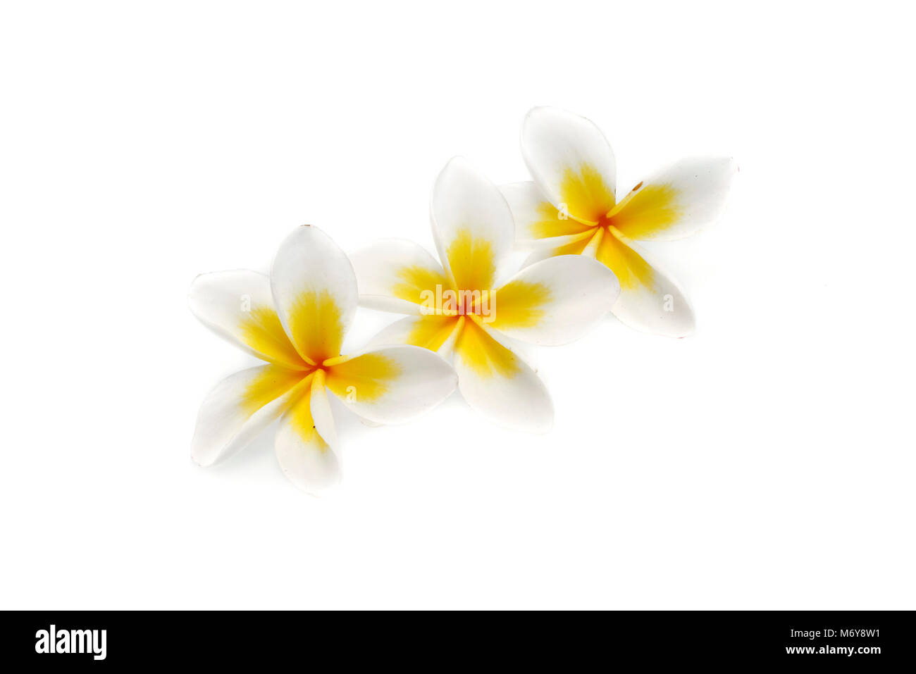 Flower Plumeria isolated on white background Stock Photo
