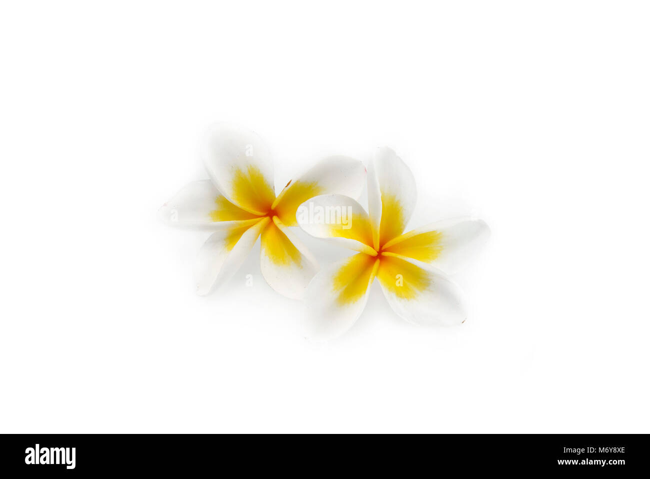Flower Plumeria on white background Stock Photo