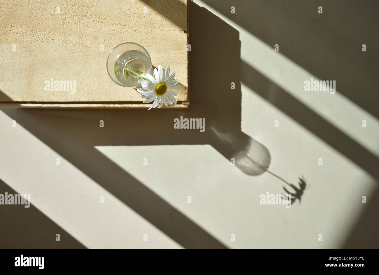 Daisy flower in a glass by the window casting its shadow on the ground Stock Photo