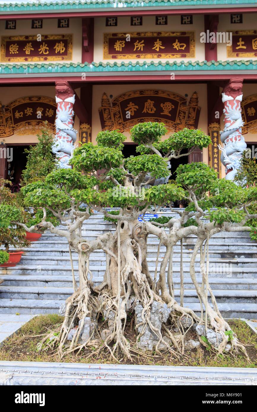 A gnarled bonsai tree in the courtyard of the Linh Ung Pagoda, Da Nang, Vietnam Stock Photo