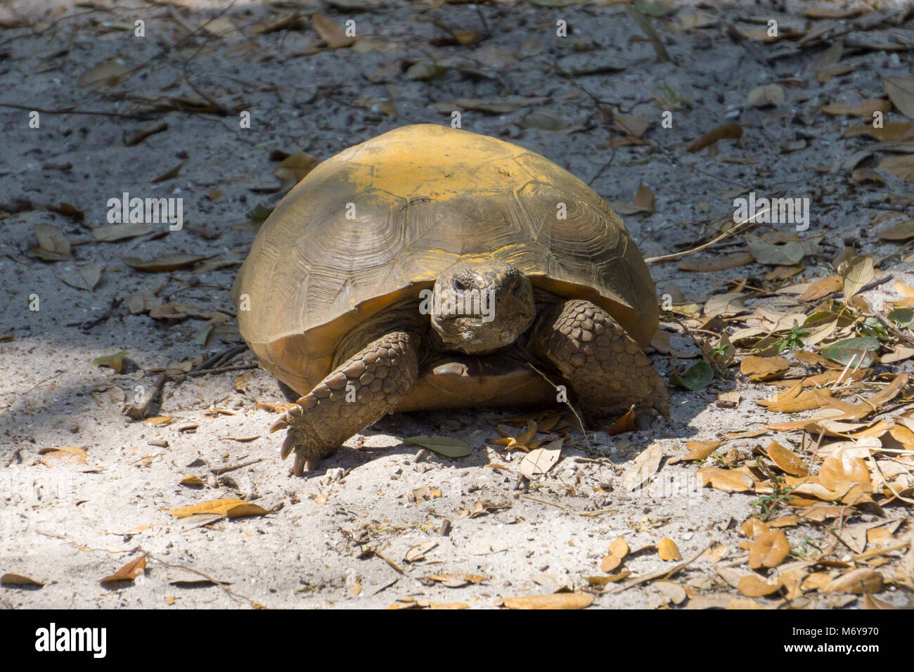 Gopher Tortoise (Gopherus polyphemus) on the Hawk's Bluff Trail in Savannas Preserve State Park, Jensen Beach, Martin County, Florida, USA Stock Photo