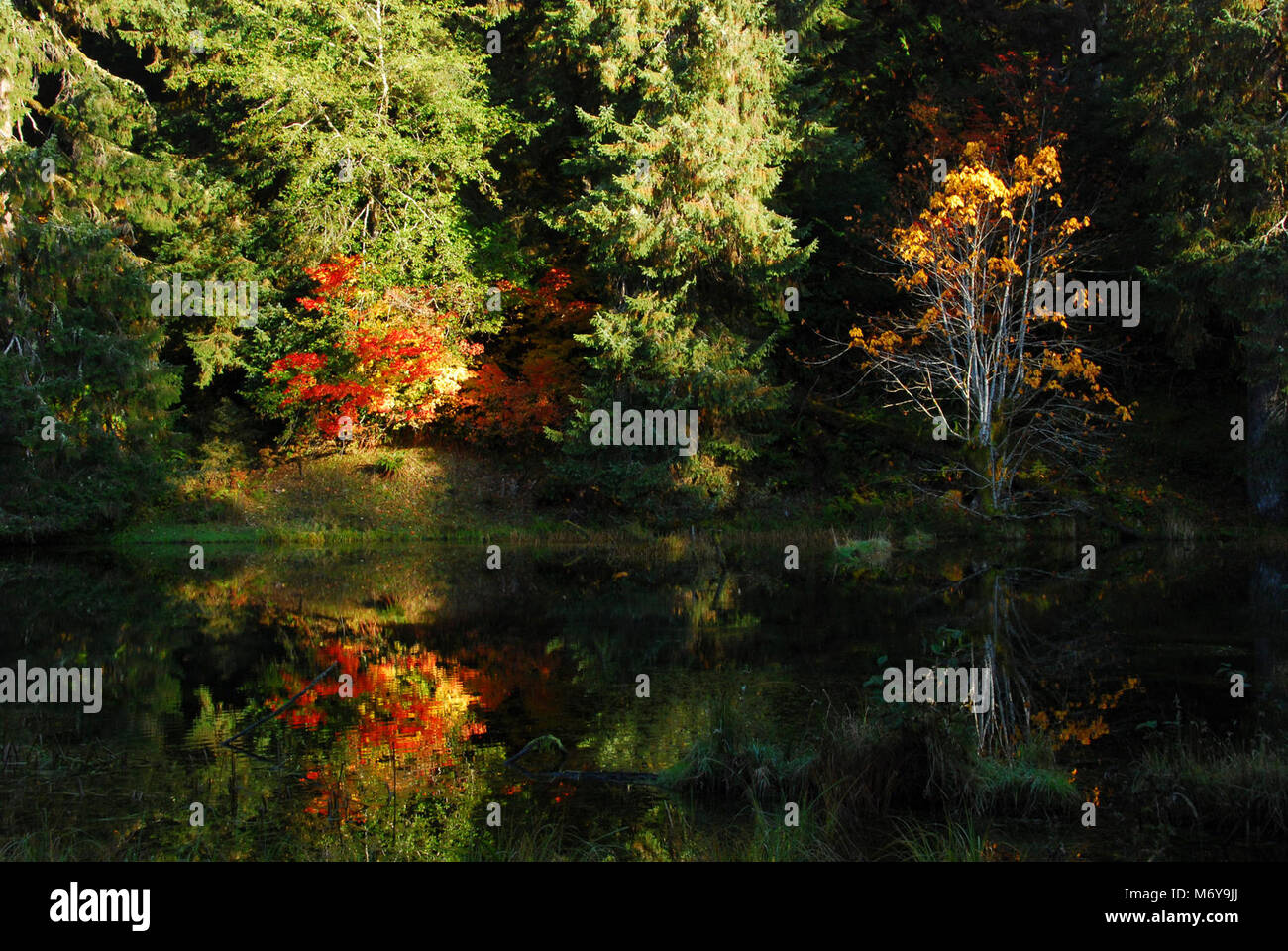 Fall Pond Reflections pond reflection fall foliage Stock Photo - Alamy