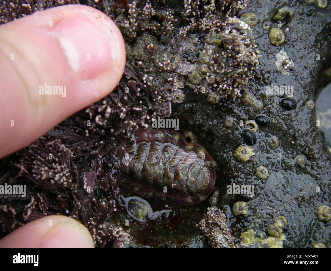 Lined Chiton marine ocean sealife hand  . Photos taken during coastal survey research. Stock Photo